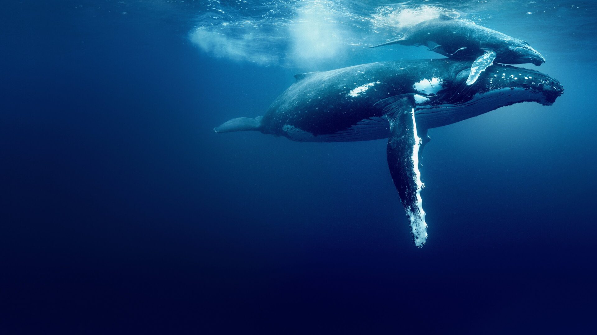 Ocean with David Attenborough 2025