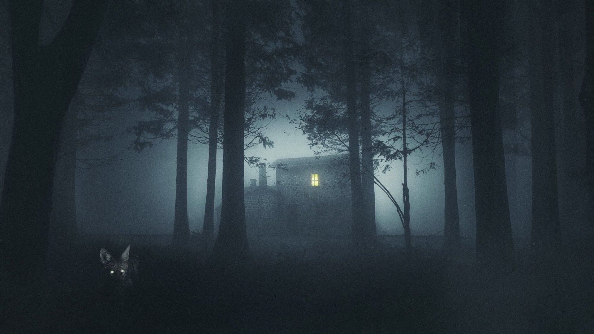 video-section-banner-image